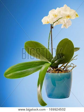 White Branch Orchid  Flowers In Blue Flowerpot, Orchidaceae, Phalaenopsis Known As The Moth Orchid,