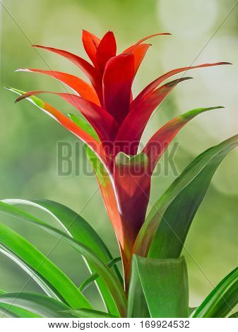 Red Guzmania flower white background close up. Family Bromeliaceae subfamily Tillandsioideae.