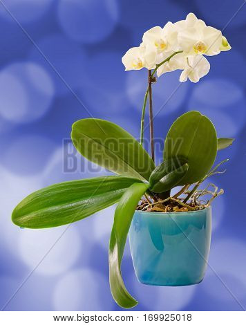 White Branch Orchid  Flowers In Blue Flowerpot, Orchidaceae, Phalaenopsis Known As The Moth Orchid,