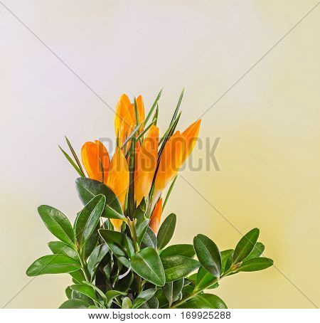 Orange Crocus Heuffelianus Flowers, Floral Arrangement, Bouquet, Close Up.
