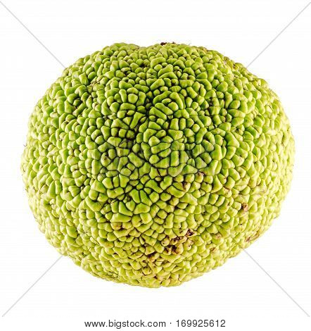 Green Fruit Of Maclura Pomifera, Also Known As Osage Orange, Hedge Apple, Horse Apple, Monkey Ball,