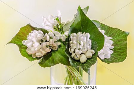White Galanthus Flowers, Bouquet, Floral Arrangement (snowdrop, Milk Flower), In Romanian Know As 