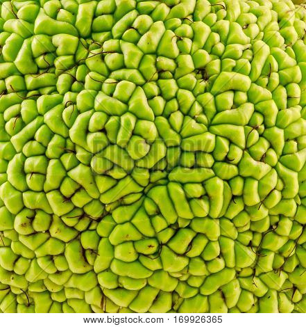 Green Fruit Of Maclura Pomifera, Also Known As Osage Orange, Hedge Apple, Horse Apple, Monkey Ball,