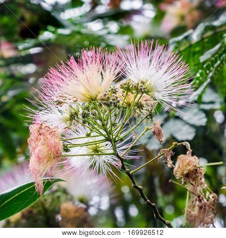 Albizia Julibrissin Tree Flower, Persian Silk Tree, Pink Silk Tree, Close Up