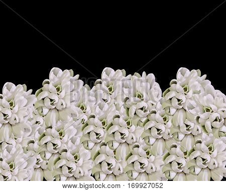 White Galanthus Flowers, Bouquet, Floral Arrangement (snowdrop, Milk Flower), In Romanian Know As 