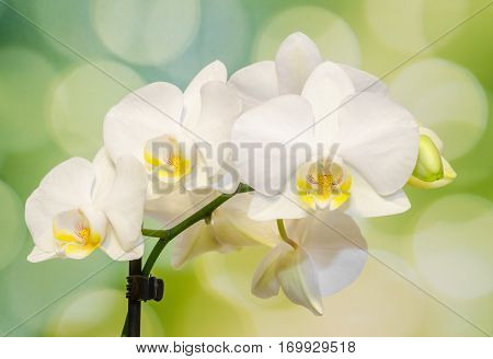 White Branch Orchid  Flowers With Green Leaves, Orchidaceae, Phalaenopsis Known As The Moth Orchid,