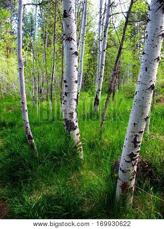 Brilliant fresh green grass covers the ground in an aspen grove at Shevlin Park in Bend in Central Oregon on a summer day.