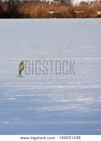 frozen lake and grey heron bird,Tovacov,Czech republic