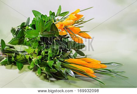 Orange Crocus Heuffelianus Flowers, Floral Arrangement, Bouquet, Close Up.