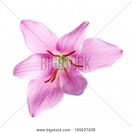 Pink-purple Zephyranthes Flower, Close Up, Isolated, White Background. Common Names For Species In T