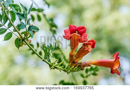Campsis Radicans Flowers (trumpet Vine Or Trumpet Creeper) Also Known In North America As Cow Itch V
