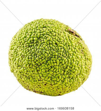 Green Fruit Of Maclura Pomifera, Also Known As Osage Orange, Hedge Apple, Horse Apple, Monkey Ball,