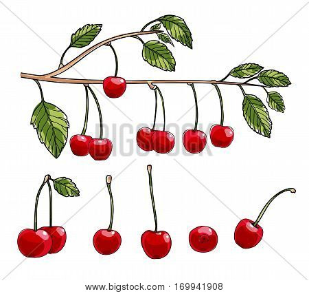 cherry vector set art illustration, single, food, juicy, raw, isolated, ripe, no, natural, berry, delicious, sweet, organic,