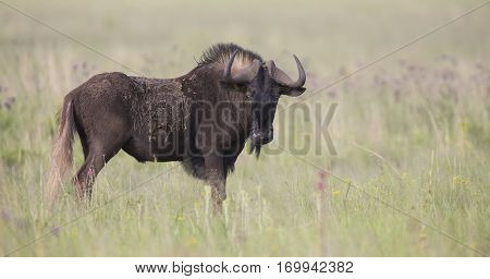 Black wildebeest male standing on an open grass plain