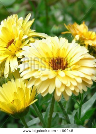 Fiori gialli Closeup