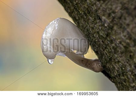 Porcelain mushroom with a waterdrop in a tree