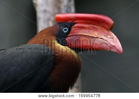Close up of an alert Rufous hornbill