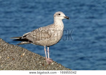 A Seagull standing on a rock with a clear blue sky background