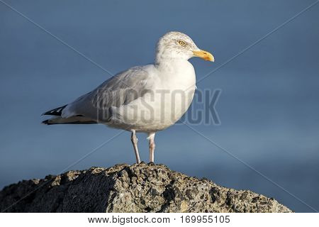 A Seagull standing on a rock with a clear blue sky background
