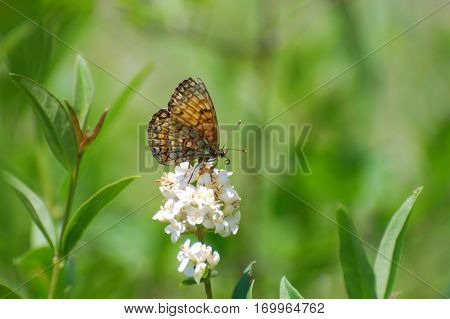 The heath fritillary (Melitaea athalia)Collecting nectar, Butterfly feeding in natural habitat