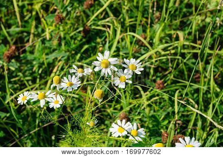White camomiles with yellow core in green grass close up