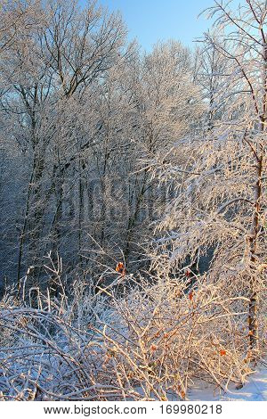 After the storm a snowy dawn in New England