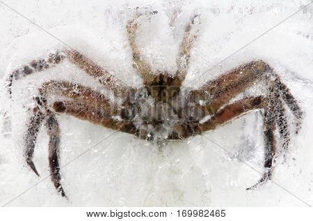 King crab in ice block closeup image