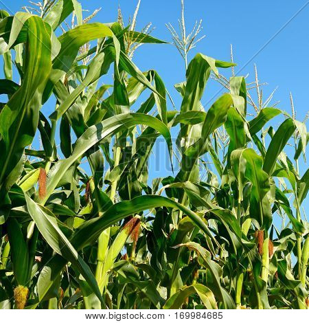 Fresh maize stalks on the blue sky background. Cornfield.
