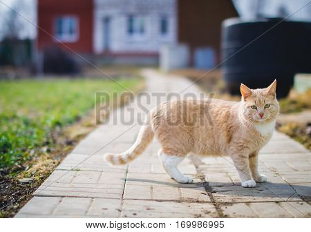 red cat on a walk 2  kitten