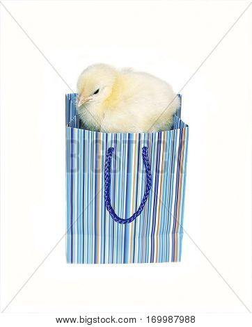 Nestling little yellow chick in blue gift pack isolated on white background