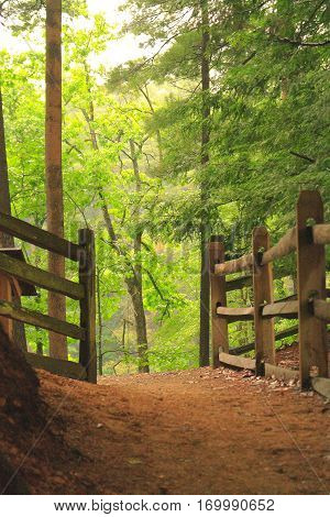 Woodland pathway leading upwards towards the unknown
