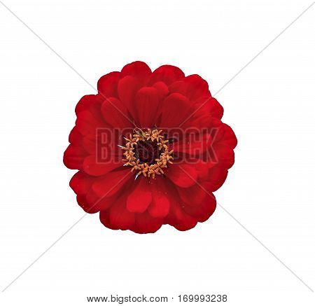 Bright red flower zinnia isolated on white background