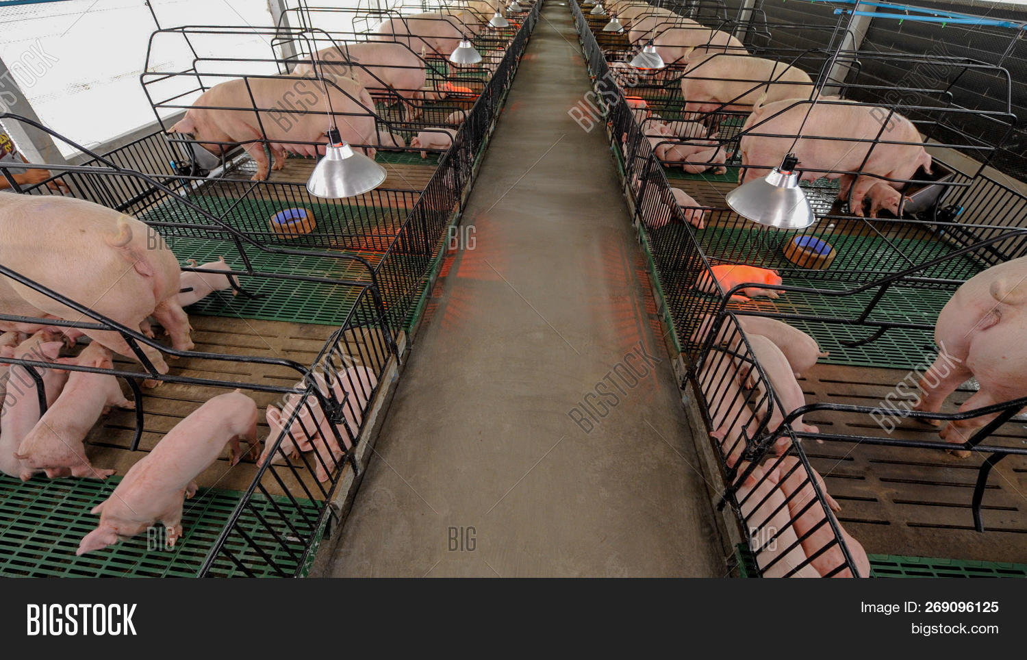 Clean Pigs Pig Image & Photo (Free Trial) Bigstock