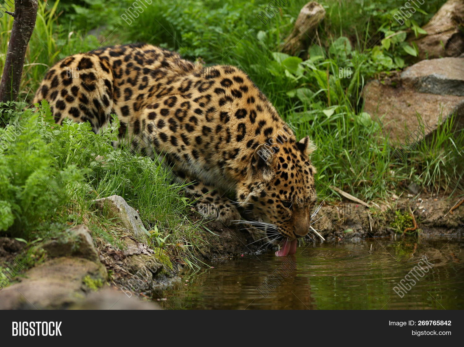 Endangered Amur Image & Photo (Free Trial) | Bigstock