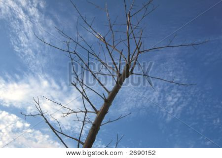 Visne grene