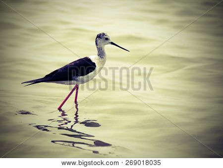 Bird Called Black-winged Stilt With A Long Beak In The Marshy Water And Vintage Effect