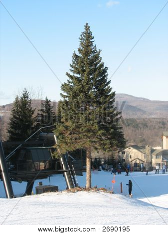 Windham_Tree