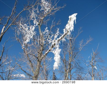 Windham_Ice_Tree