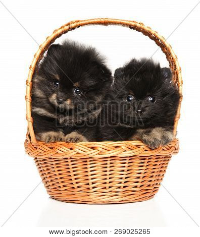 Portrait Of A Tiny Spitz Puppies In Wicker Basket On White Background. Baby Animal Theme