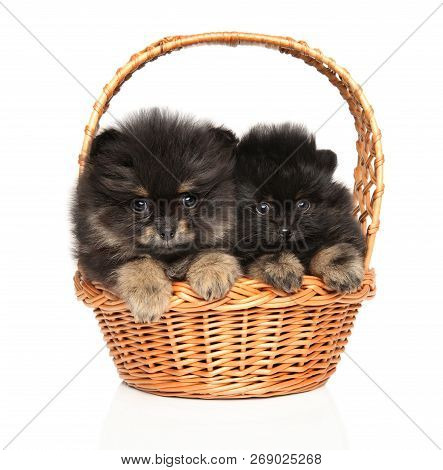 Funny Tiny Spitz Puppies In Wattled Basket On White Background