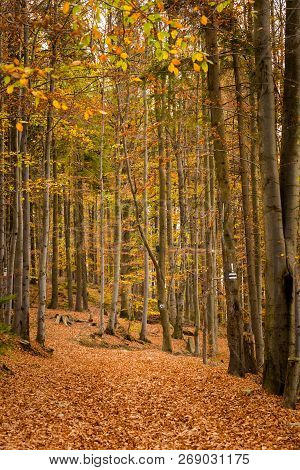 Beautiful Polish Autumn Woods Landscape