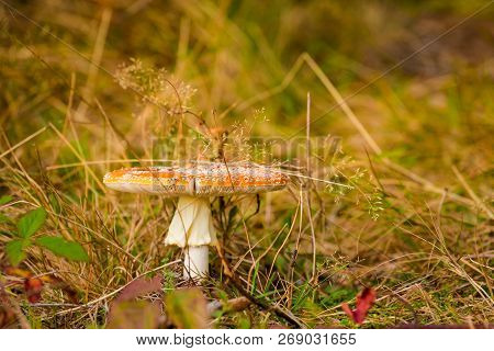 Beautiful Toadstool Mushroom In Mountains