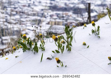 Frozen Flowers Under The Snow On Blurred Background. The Beginning Of Spring. Frozen Floret.