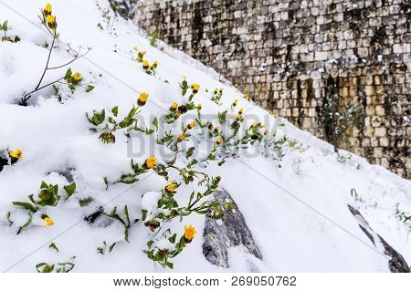 Frozen Flowers Under The Snow On Blurred Background. The Beginning Of Spring. Frozen Floret.