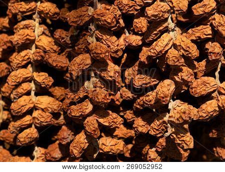 Close Up Of Dry Date Palm Or Phoenix Dactylifera. Photo Taken In South Of Spain