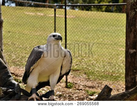 A Majestic Huge White Bellied Sea Eagle (haliaeetus Leucogaster) Sitting On The Hand In Sunshine Coa