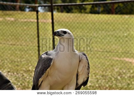 A Majestic Huge White Bellied Sea Eagle (haliaeetus Leucogaster) Sitting On The Hand In Sunshine Coa