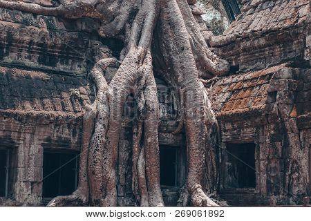 Classical Picture Of Ta Prohm Temple, Angkor, Cambodia And Tree