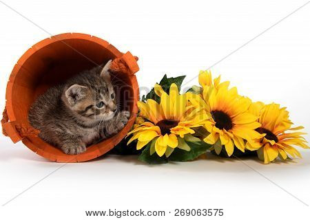 Tabby Kitten Hiding In Orange Bucket With Yellow Floers On White Background