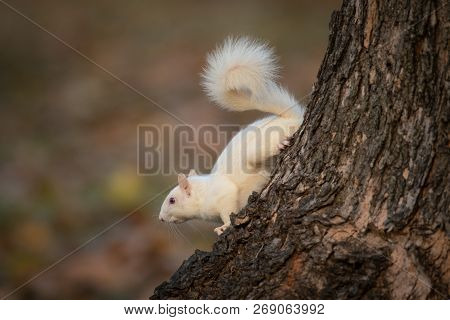 A White Squirrel In The Trees In Olney Community Park In Olney, Illinois.